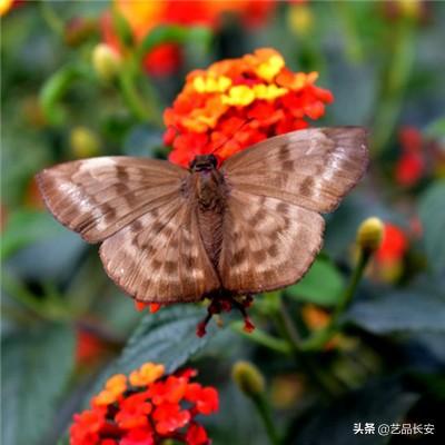 exo橙光第二个我是心机女破解版下载